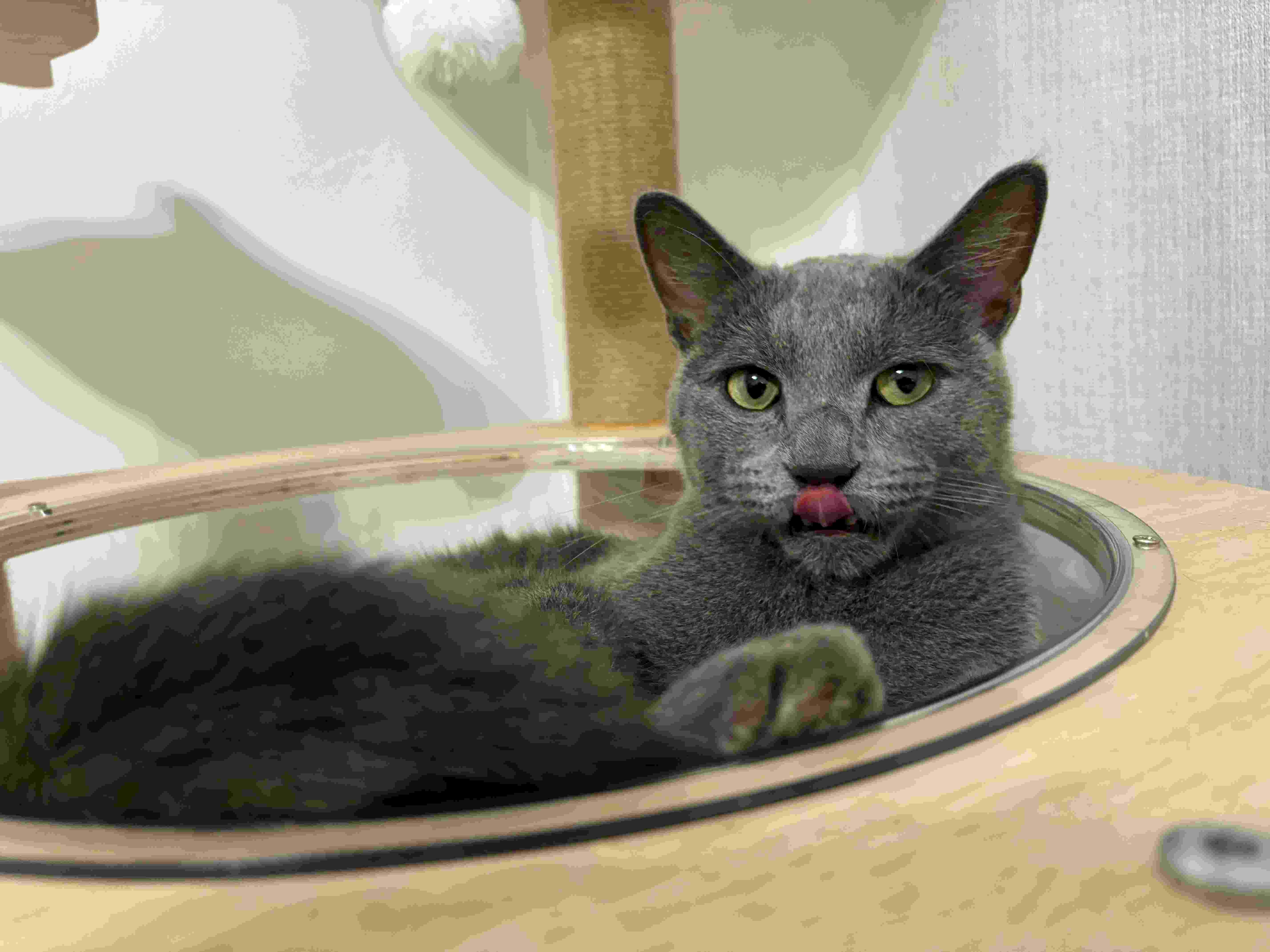 💣貓貓二號2️⃣